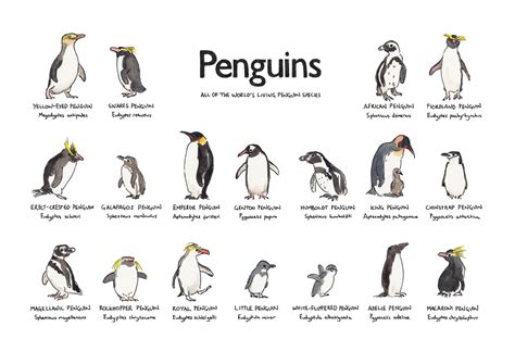 Penguin Illustration A4 Poster Illustration Art Print Every