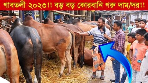 2023 গাবতলী হাটে বড় বড় কোরবানির গরুর দামদর গাবতলী হাট 2023 গরুর