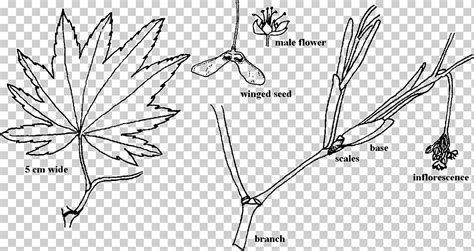 Ramita Organo Planta Tallo Hoja Aceraceae Ngulo Blanco Hoja Png