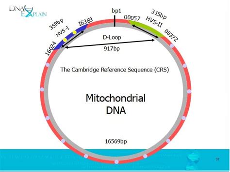 mitochondrial dna part  overview