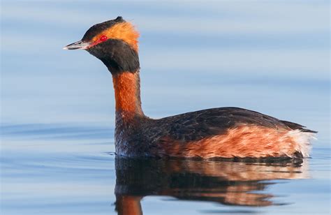 Stephen Burch S Birding Dragonfly Website Slavonian Grebe