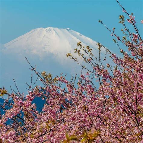 Kawatsu cherry blossoms are in full bloom at the Mt.Matsuda Garden just ...