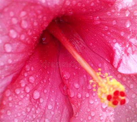 Pink Hibiscus Flowers Close Up With Water Droplets Focus Water Droplet