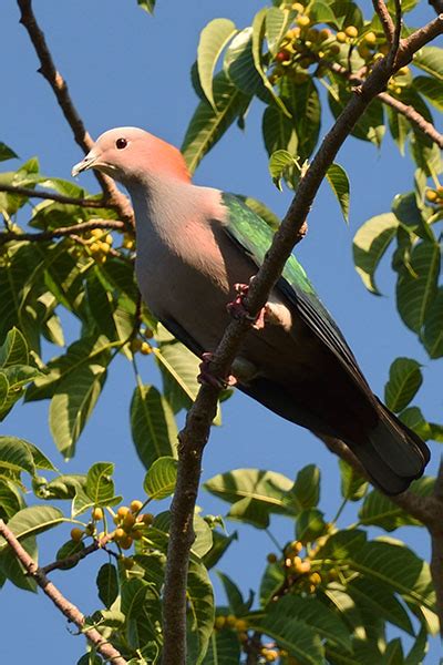 Wildlife Of Sulawesi Indonesia