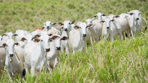 Agropecuária Lidera Criação De Empregos No Mês De Julho Em Goiás