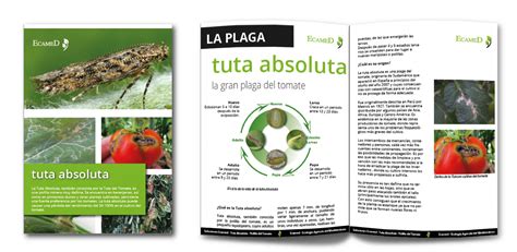 Soluciones Ecamed Tuta Absoluta Polilla Del Tomate Ecamed