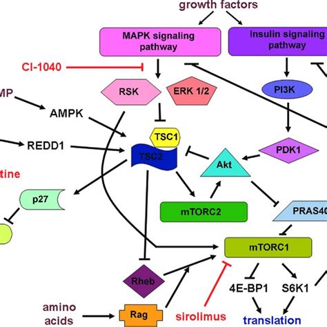 tsc integrates multiple signals  control cell growth