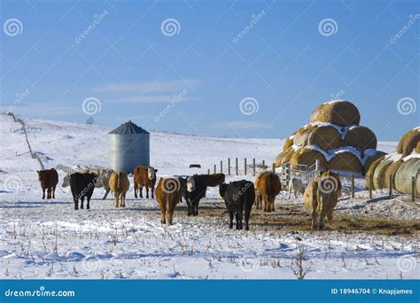 Cattle In Winter Stock Photo Image Of Alberta Rangeland