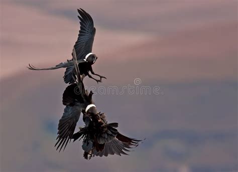 Many crows in flight stock photo. Image of raven, looking - 25507786