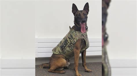 Beltrami Co Sheriffs Office K9 Receives New Body Armor Lakeland Pbs