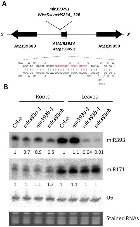 Identification And Characterization Of Mir A T Dna Insertion Mutants