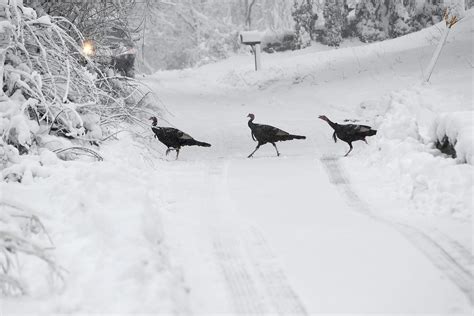 Powerful Winter Storm Blankets Northeast In Snow January 7 2024