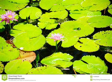 Pink Lotus Flower Stock Image Image Of Holiday Florida 115958225