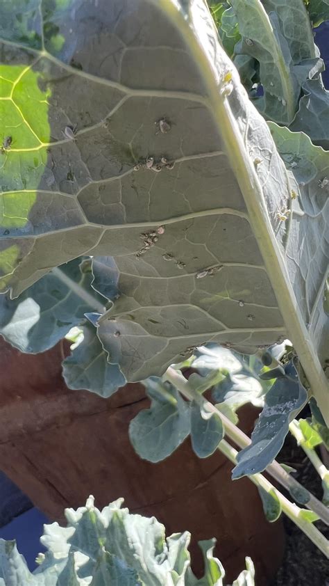 What are these? All over my broccolini plant.. : r/GardeningAustralia