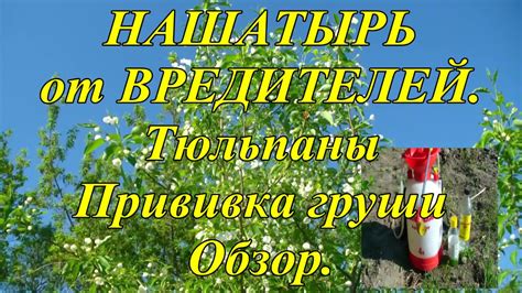 НАШАТЫРЬ от ВРЕДИТЕЛЕЙ в САДУ. - YouTube