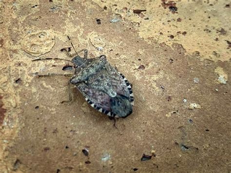 Stink Bugs What To Do Before They Devour Ct Fruit Trees And Gardens