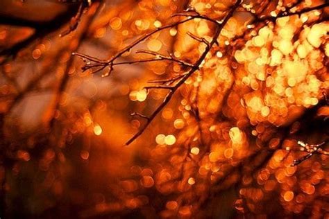 Autumn Bokeh bokeh light sun autumn fall sunshine | Bokeh, Autumn trees ...