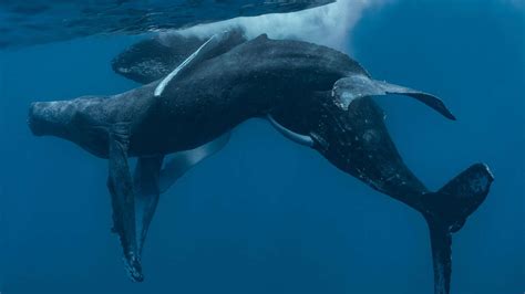 Two Humpback Whales Seen Having Sex For The First Time — And Both Are