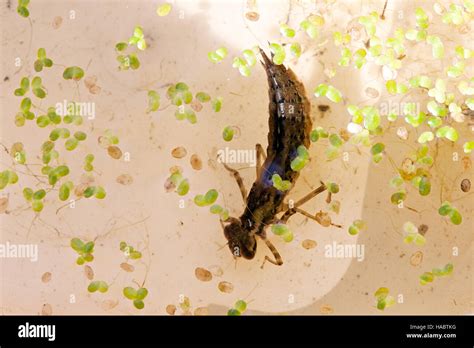 Dragonfly Larvae In Water