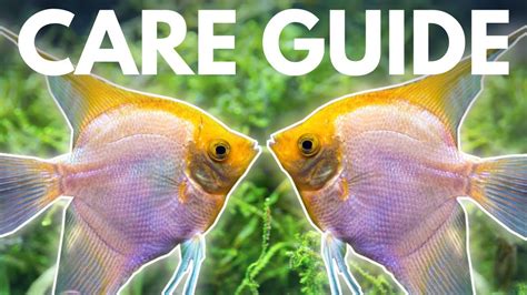 How To Care For Angelfish Beginner Guide HousePetsCare