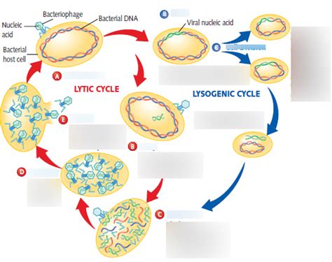 Lytic And Lysogenic Cycle Diagram