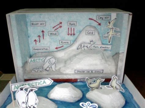 Arctic Ecosystem Diorama | Reflection: | Ecosystems diorama, Ecosystems ...