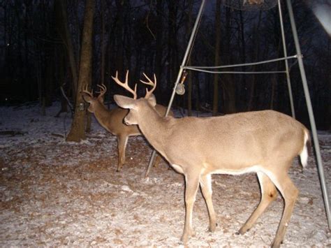 December 30 Whitetail Pictures