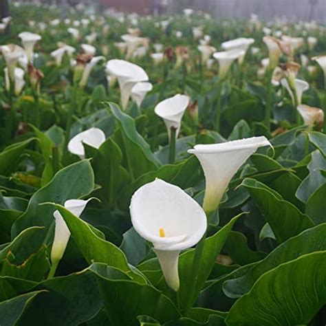 Calla Lily Care Indoors Potted:19 Easy Growth Hacks