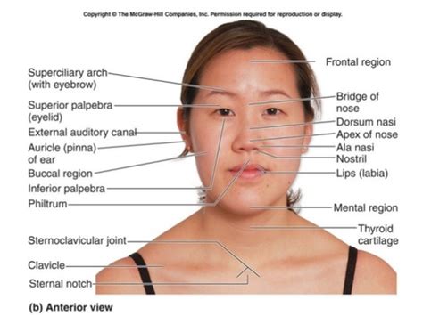 Surface Anatomy Lecture Exam 1 Flashcards Quizlet