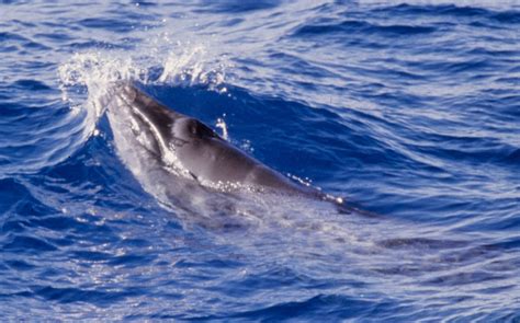 Pygmy Right Whale