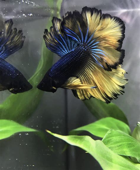 Mustard Gas Betta Halfmoon At Kathryn Collins Blog