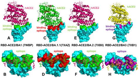 Ijms Free Full Text Probing Mechanisms Of Binding And Allostery In