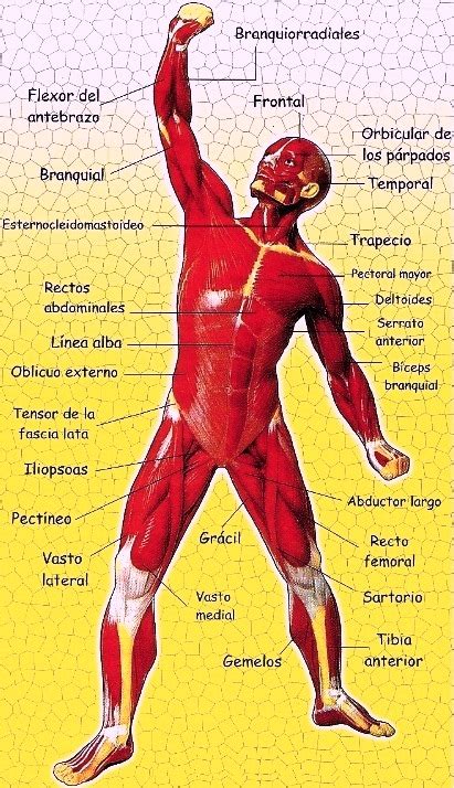 Dibujos Imagenes Biologia Sistema Aparato Dibujos Del Sistema Muscular Y Sus Partes