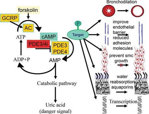 Phosphodiesterase 3 And 4 Inhibition Facing A Bright Future In Asthma