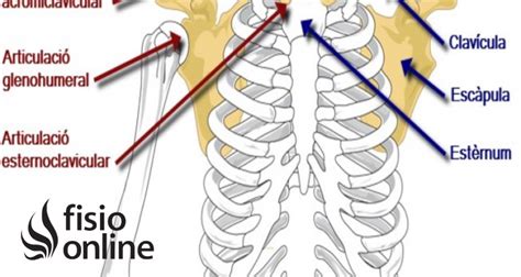 Escapulotor Cica Qu Es Partes Tipo De Articulaci N Movimientos Y