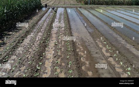 Farmers are transplanting cabbage seedlings in farmland, aerial photo, North China Stock Photo ...