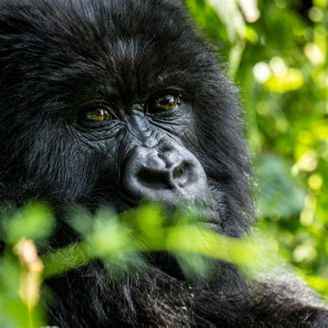 Peter Wohlleben In Ruanda Berggorillas Und Eine Nach Ihm Benannte