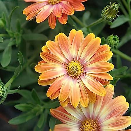 Osteospermum Erato Basket Sunrise Plug Plant X 4 African Daisy