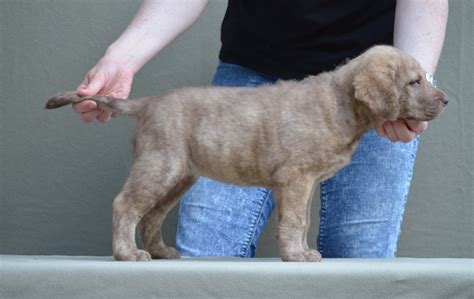 Marmyylands Chesapeake Bay Retriever