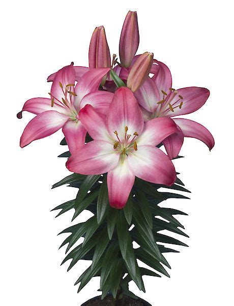 Mak Breeding The World S Strongest Lilies Lily Growing Lilies