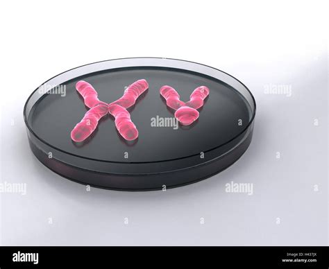 X y chromosomes hi-res stock photography and images - Alamy