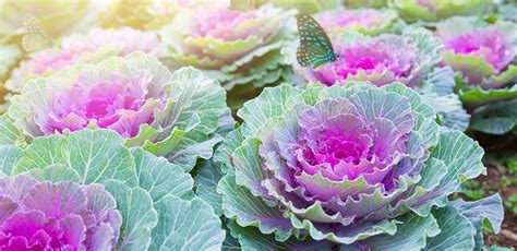 Virginia Ornamental Cabbage And Kale Meadows Farms