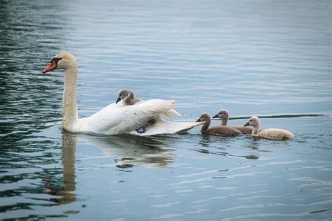 Schwanenfamilie Auf Dem Burghofweiher Erich Schmid Flickr