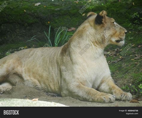 African Lion Resting Image Photo Free Trial Bigstock