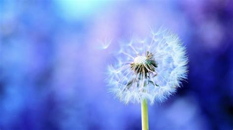 Dandelion Wallpapers Wallpaperboat