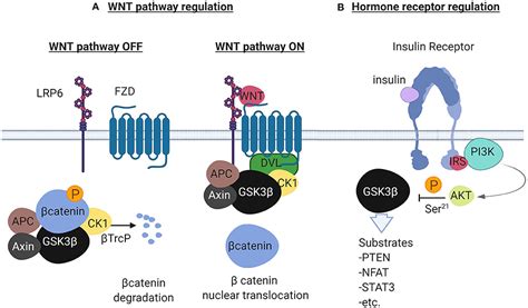 Frontiers The Role Of Gsk3β In T Lymphocytes In The Tumor