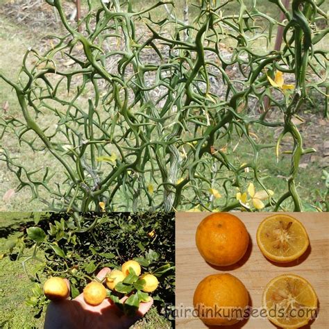 Poncirus Trifoliata Monstrosa Flying Dragon Citrus Seeds Medicinal Tea