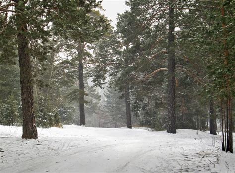 Banco De Imagens Panorama árvore Natureza Floresta Frio Trilha