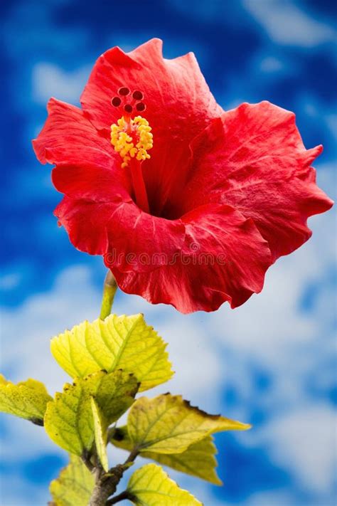 Flor Roja Del Hibisco Imagen De Archivo Imagen De Tropical 48286913