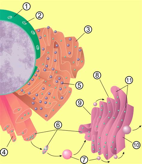 Smooth ER Function And Rough ER Function - Science Trends